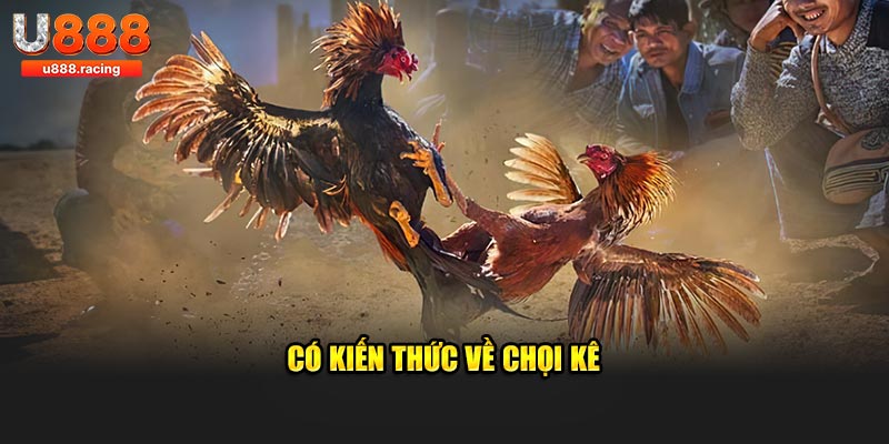 Có kiến thức về chọi kê