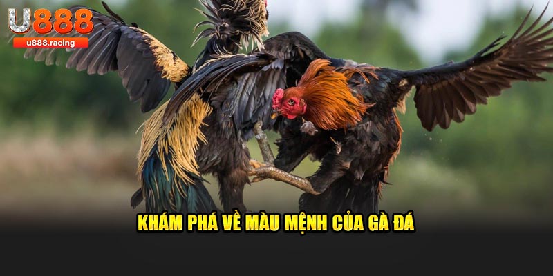 Khám phá về màu mệnh của gà đá