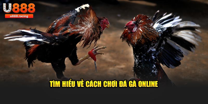 Cách chơi đá gà online thông tin cần biết